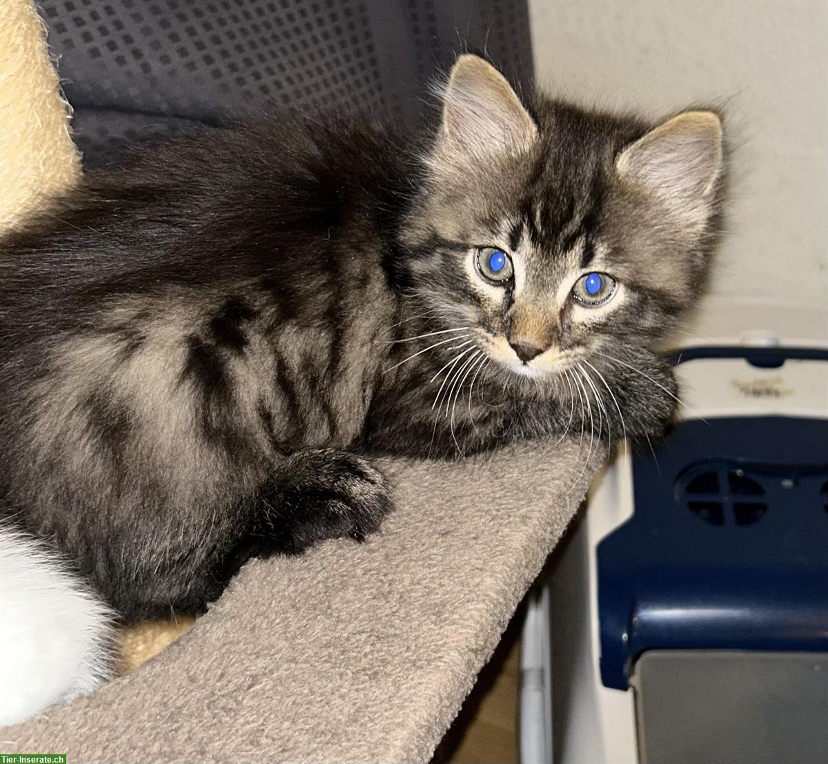 Bild 3: 2 süße Katzenbabys 🐱🐱 abzugeben