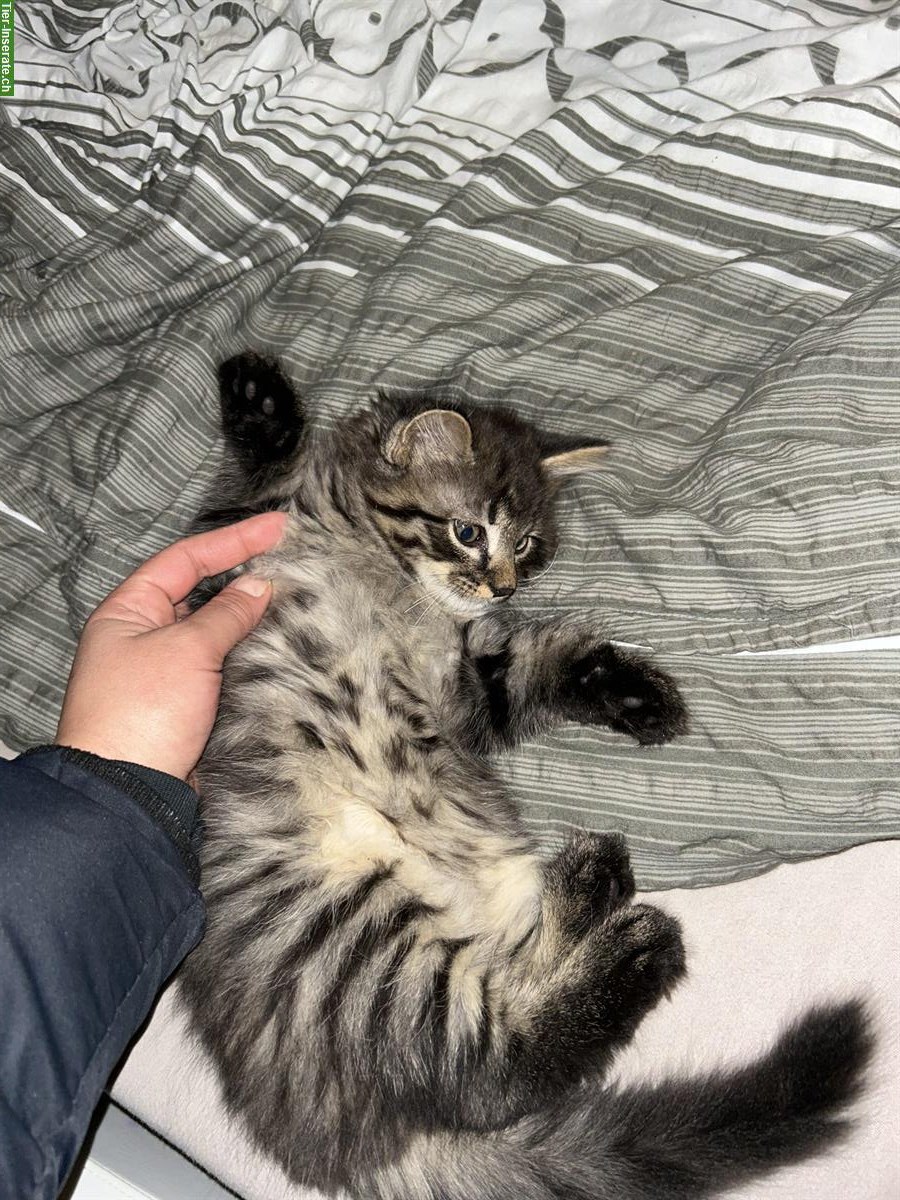 Bild 4: 2 süße Katzenbabys 🐱🐱 abzugeben