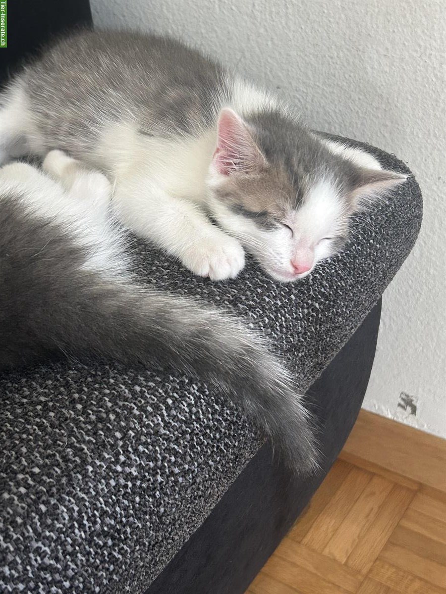 Bild 5: 2 süße Katzenbabys 🐱🐱 abzugeben