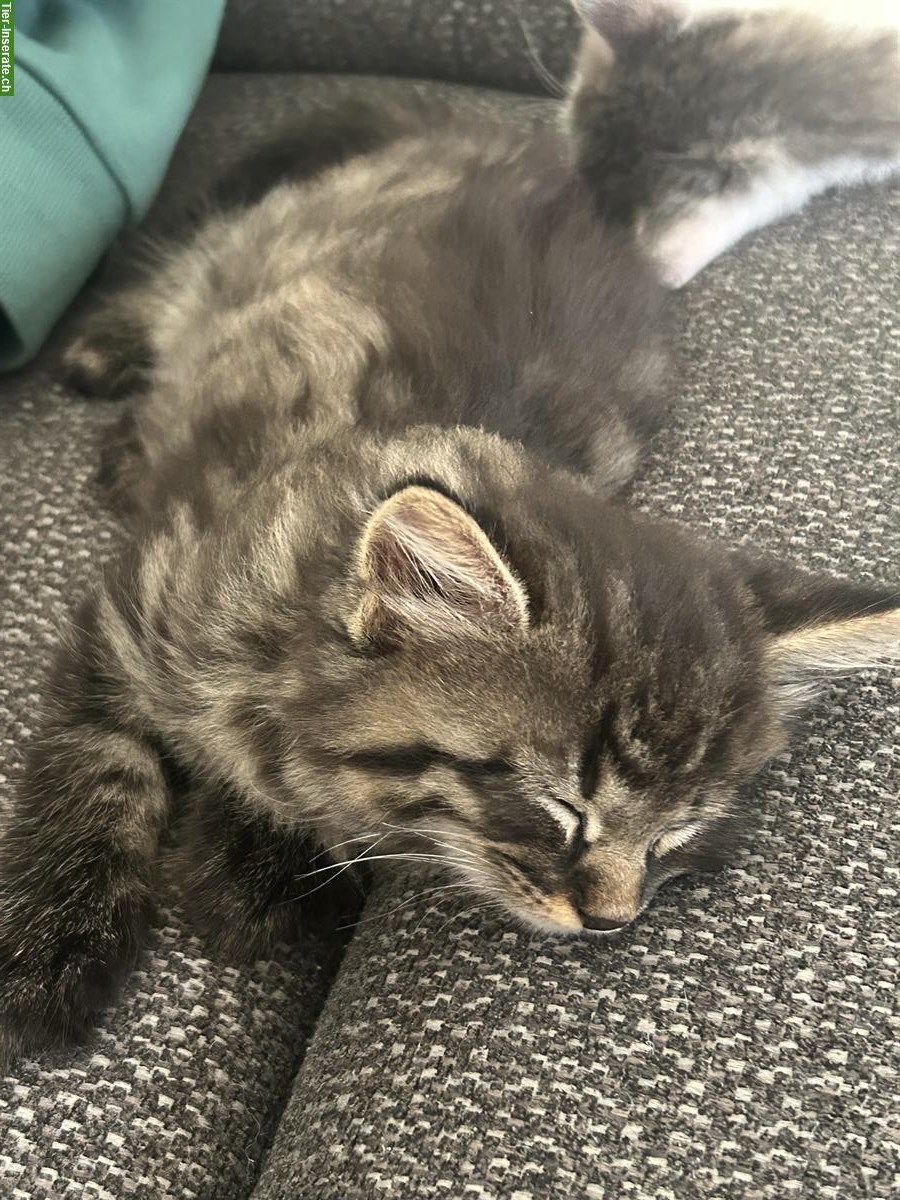 Bild 6: 2 süße Katzenbabys 🐱🐱 abzugeben