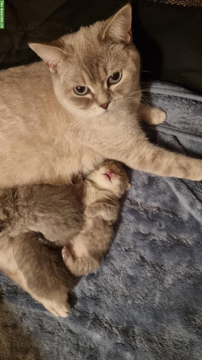 Reinrassige BKH Kätzchen suchen ein Zuhause
