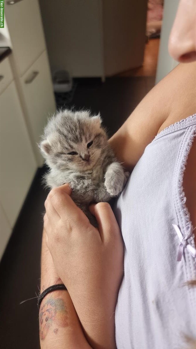 Bild 2: Reinrassige BKH Kätzchen suchen ein Zuhause