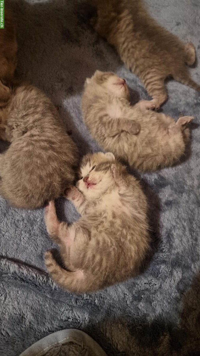 Bild 3: Reinrassige BKH Kätzchen suchen ein Zuhause