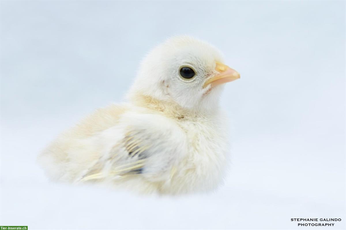 Serama Küken und Seram Junghahn, familienfreundlich