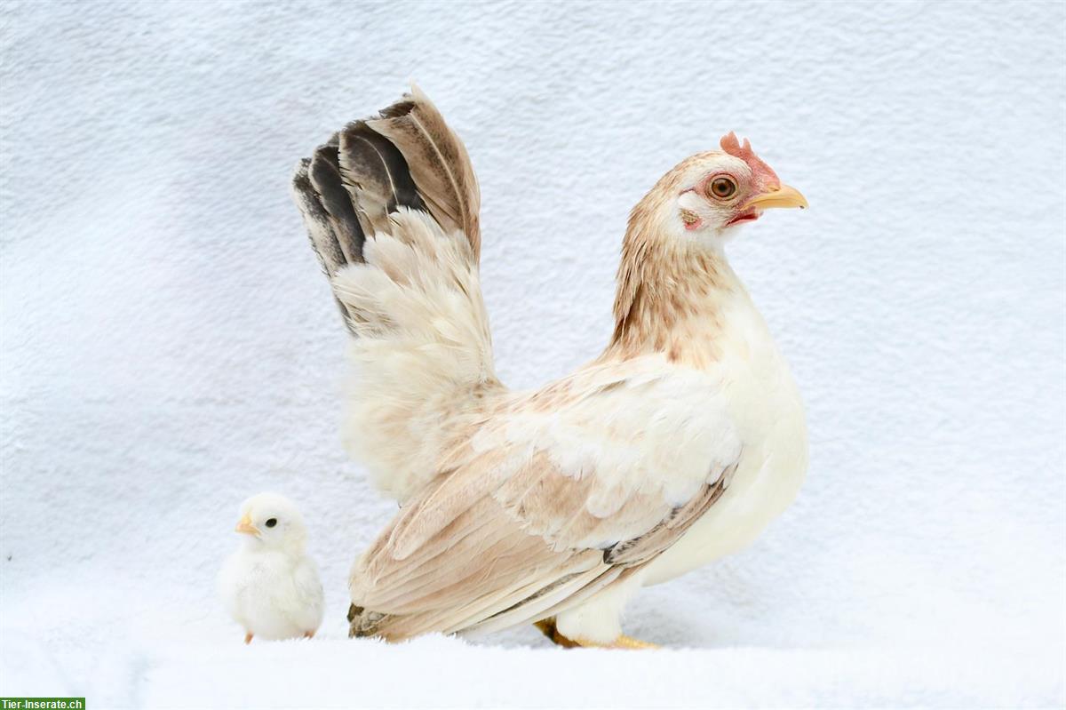 Bild 2: Serama Küken und Seram Junghahn, familienfreundlich