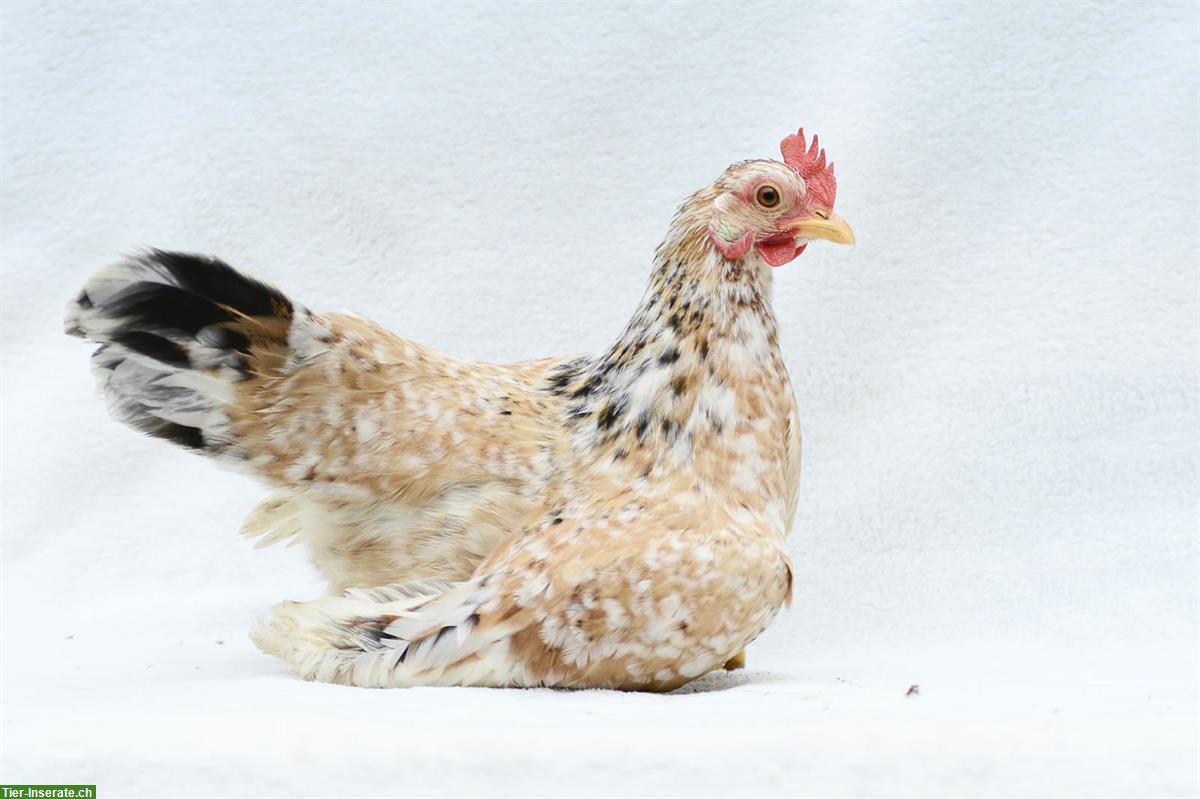 Bild 3: Serama Küken und Seram Junghahn, familienfreundlich