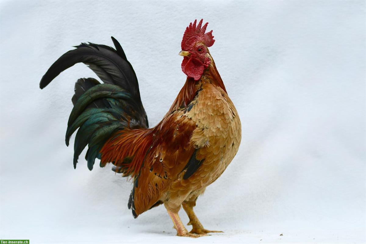 Bild 4: Serama Küken und Seram Junghahn, familienfreundlich