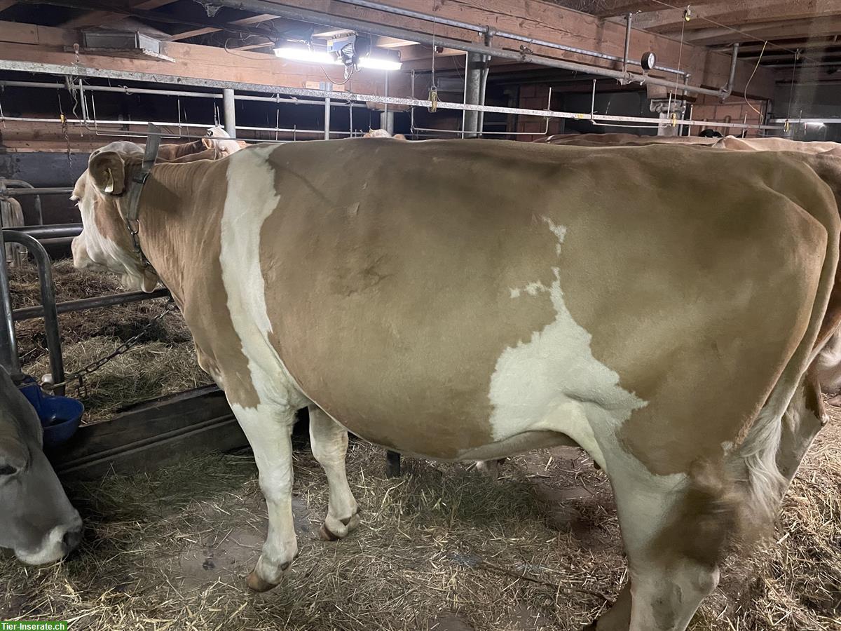 Hornlose Simmentaler Kuh, tragend, Mutterkuh anerkannt