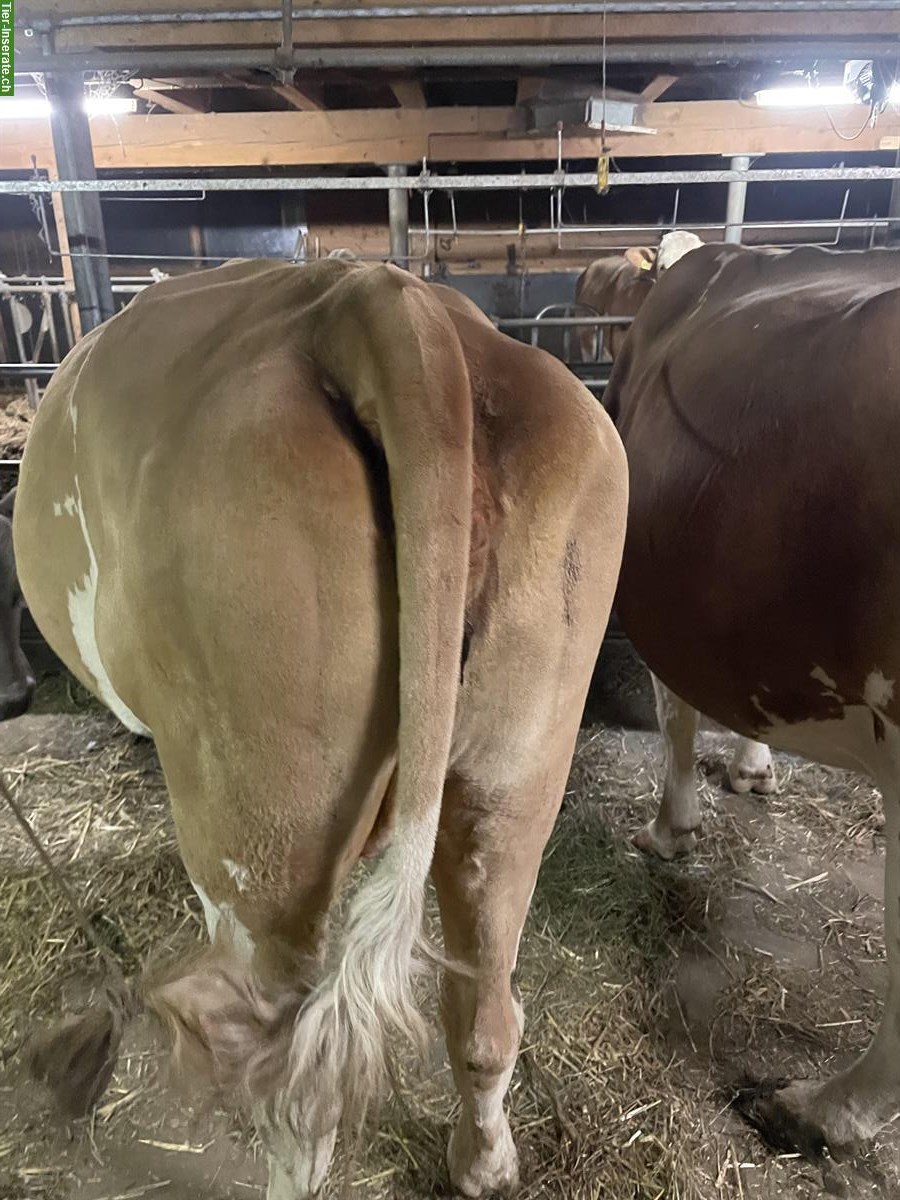 Bild 2: Hornlose Simmentaler Kuh, tragend, Mutterkuh anerkannt