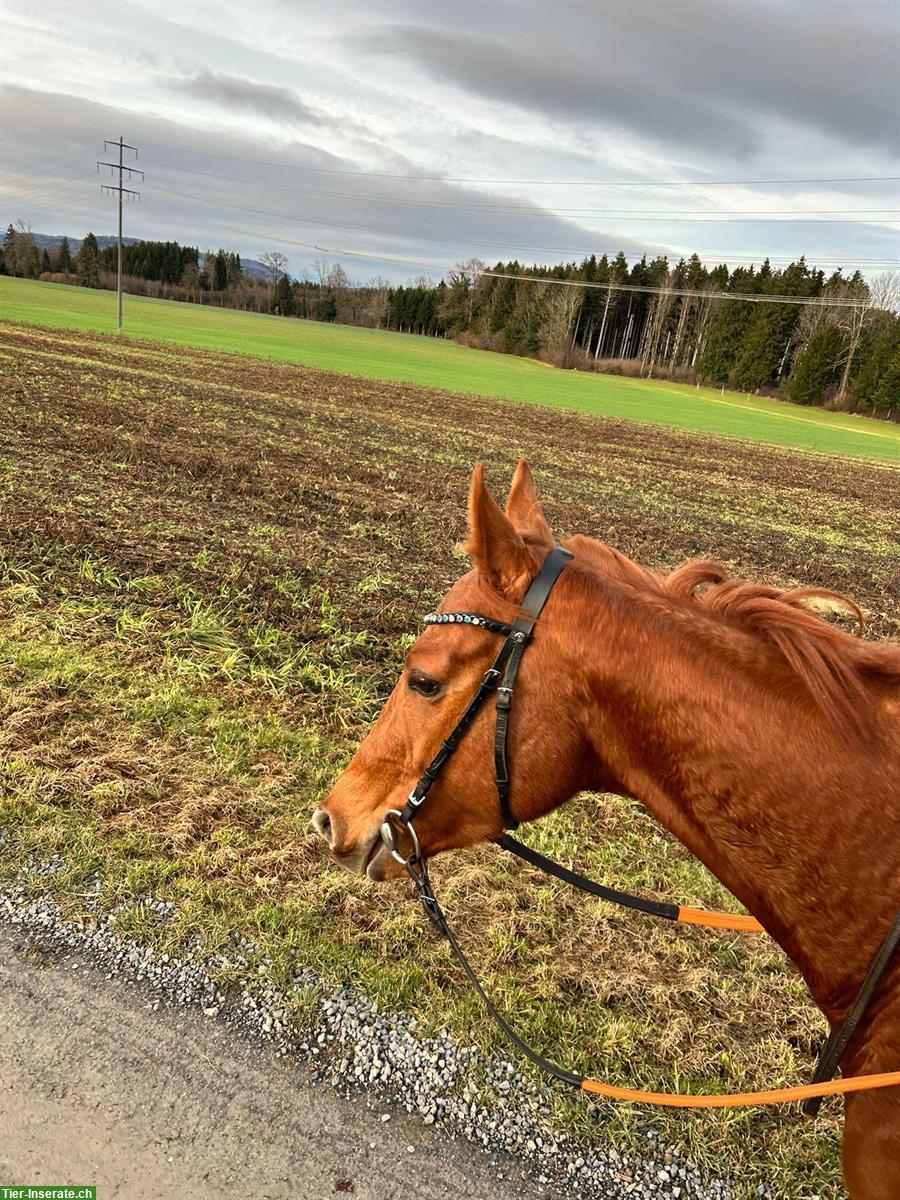 Liebevoller Englischer Vollblut Wallach zu verkaufen