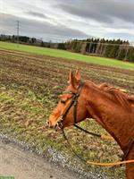 Liebevoller Englischer Vollblut Wallach zu verkaufen