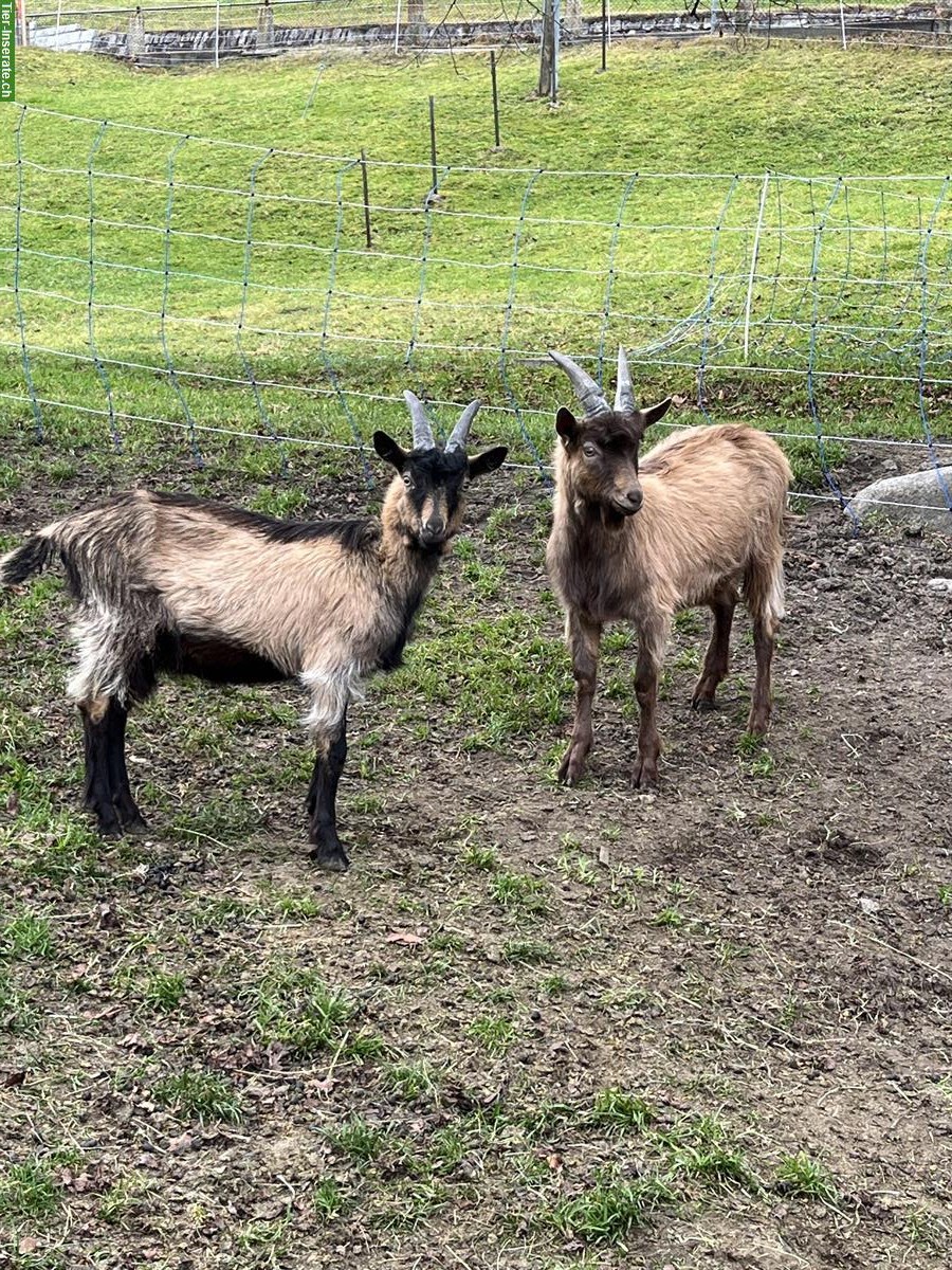 Stiefelgeiss Böckli zu verkaufen