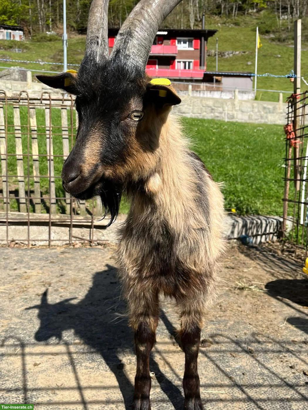Bild 2: Stiefelgeiss Böckli zu verkaufen