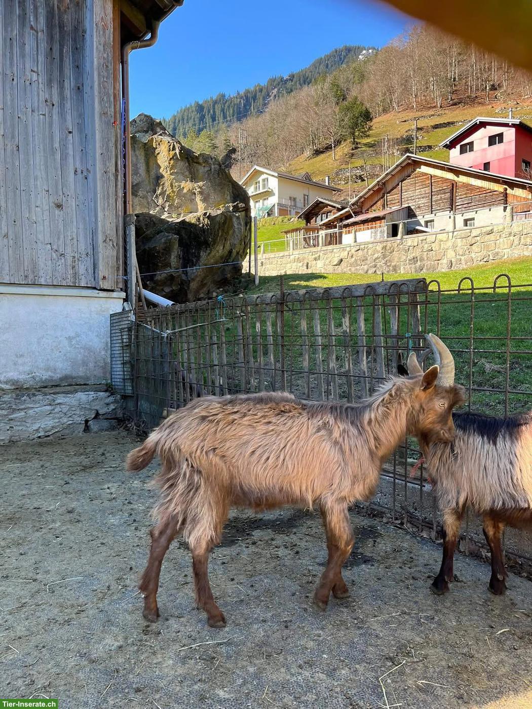 Bild 3: Stiefelgeiss Böckli zu verkaufen
