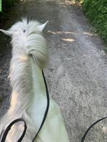 Sehr nervenstarke Isistute, 18-jährig, Schimmel