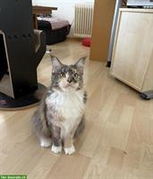 Reinrassiges Maine Coon Girl sucht Lebensplatz
