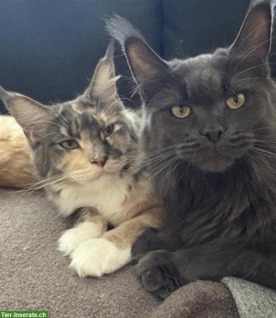 Bild 2: Reinrassiges Maine Coon Girl sucht Lebensplatz