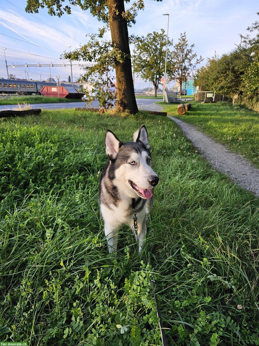 Siberian Husky Rüde Miki