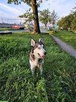 Siberian Husky Rüde Miki