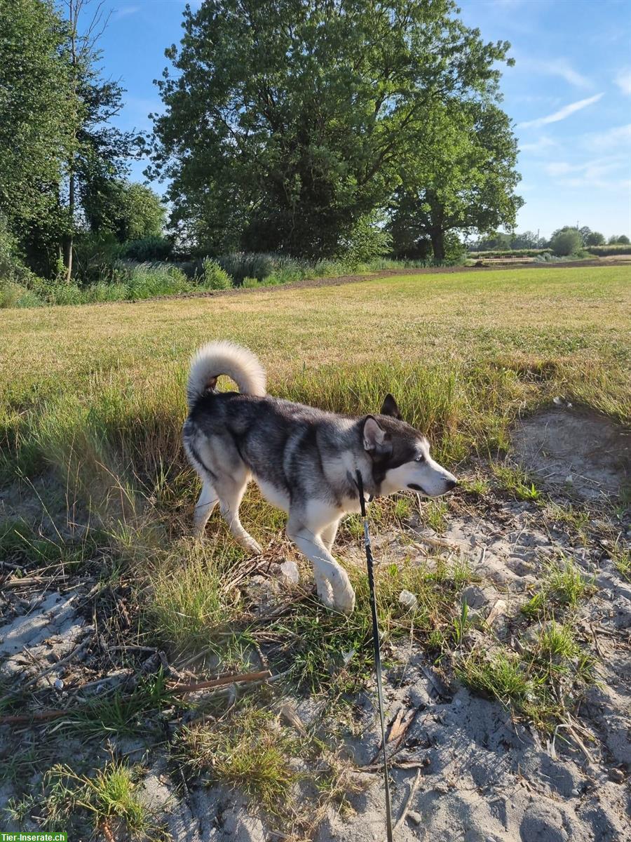 Bild 2: Siberian Husky Rüde Miki