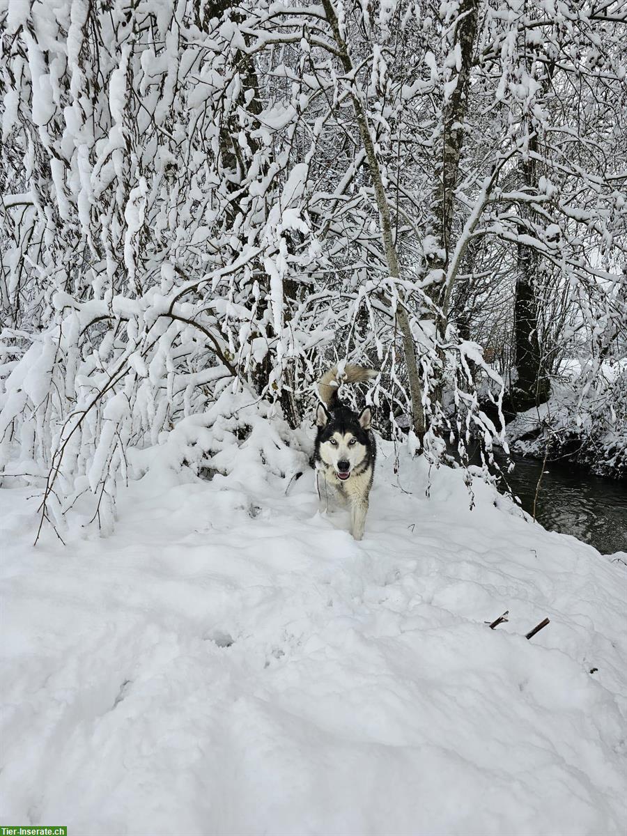 Bild 3: Siberian Husky Rüde Miki