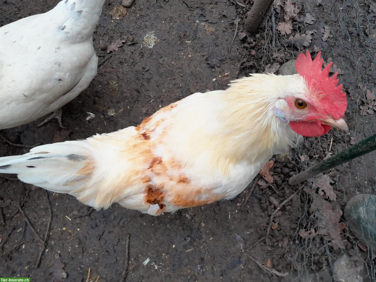 GRATIS: Junghahn dringend abzugeben