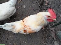 GRATIS: Junghahn dringend abzugeben