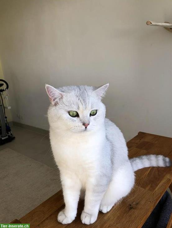 Deckkater BKH mit Stammbaum, Gen-Tests