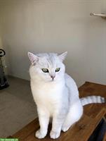 Deckkater BKH mit Stammbaum, Gen-Tests