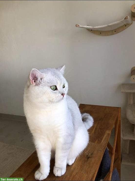 Bild 2: Deckkater BKH mit Stammbaum, Gen-Tests