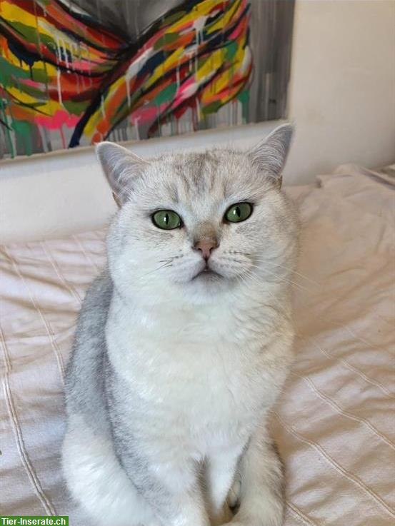 Bild 3: Deckkater BKH mit Stammbaum, Gen-Tests