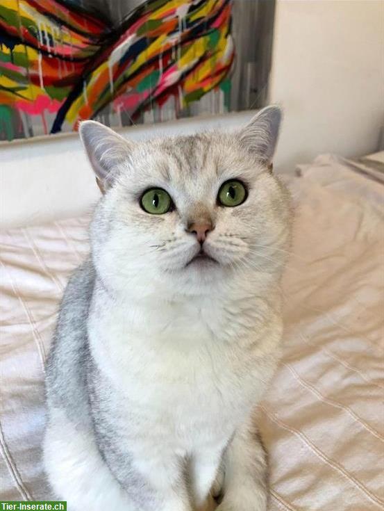 Bild 4: Deckkater BKH mit Stammbaum, Gen-Tests