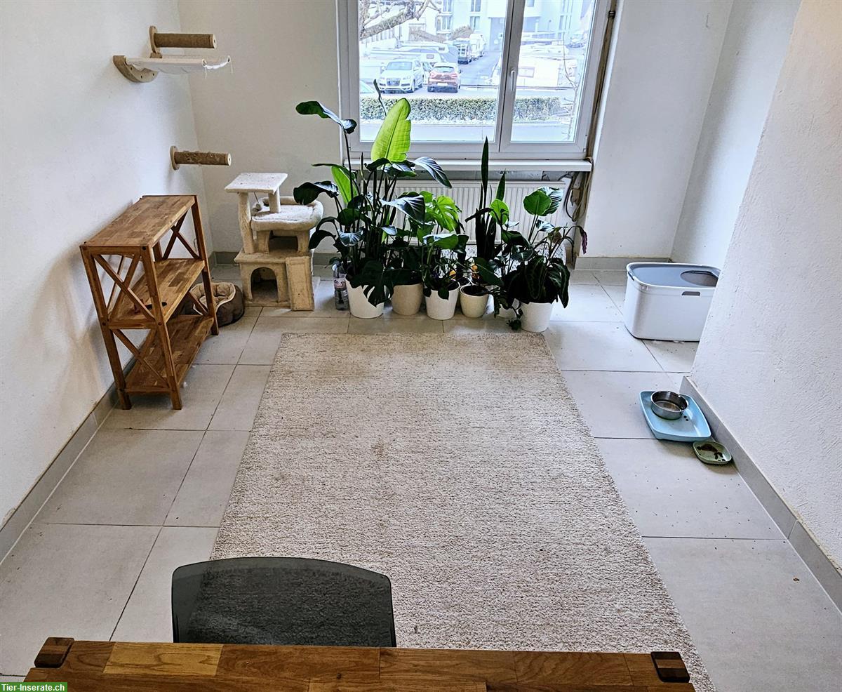 Bild 5: Deckkater BKH mit Stammbaum, Gen-Tests