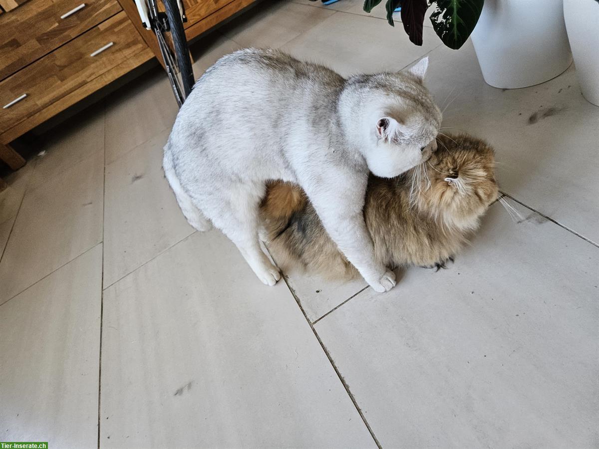 Bild 6: Deckkater BKH mit Stammbaum, Gen-Tests