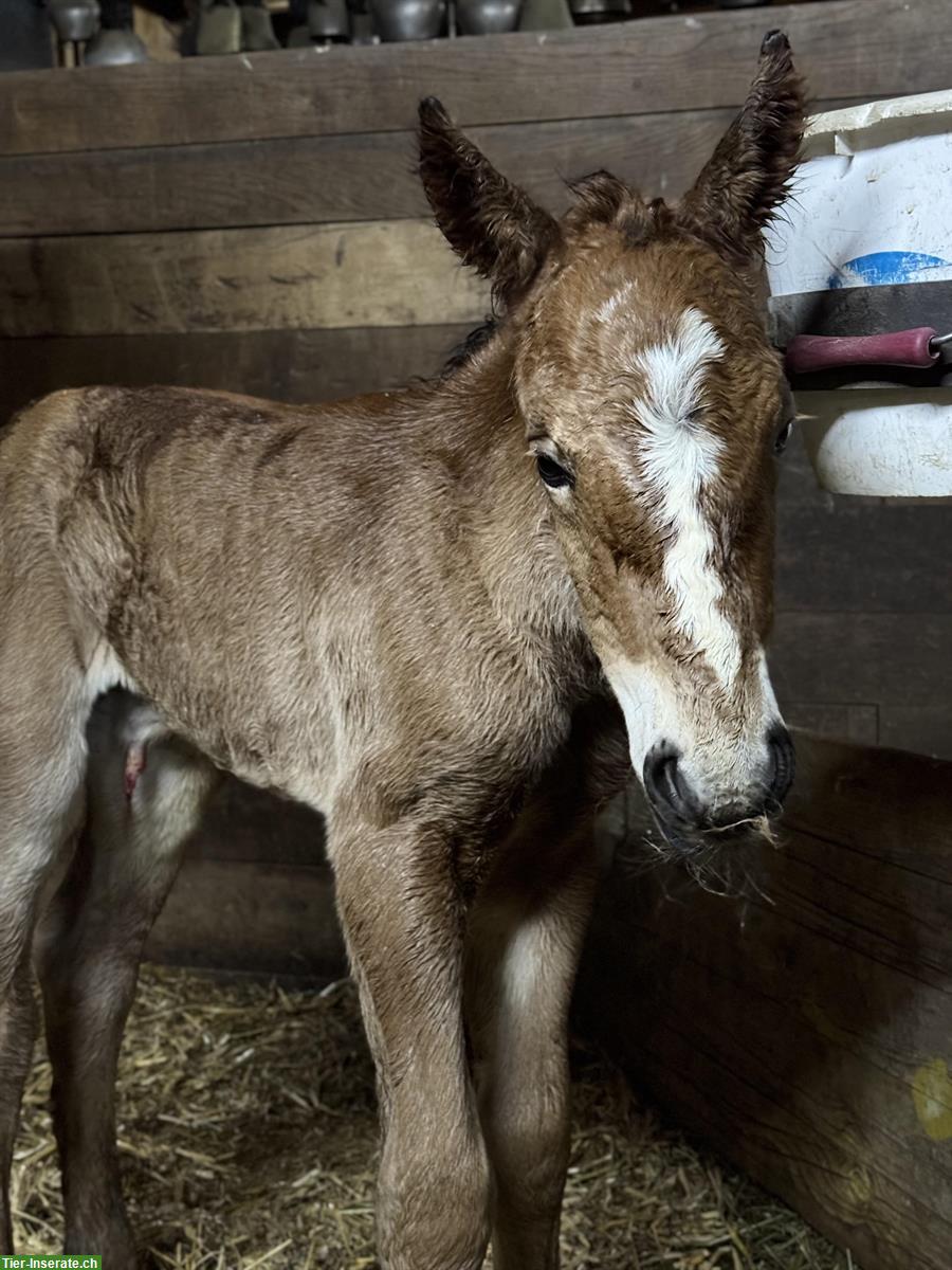 Burgdorfer Stutfohlen zu verkaufen