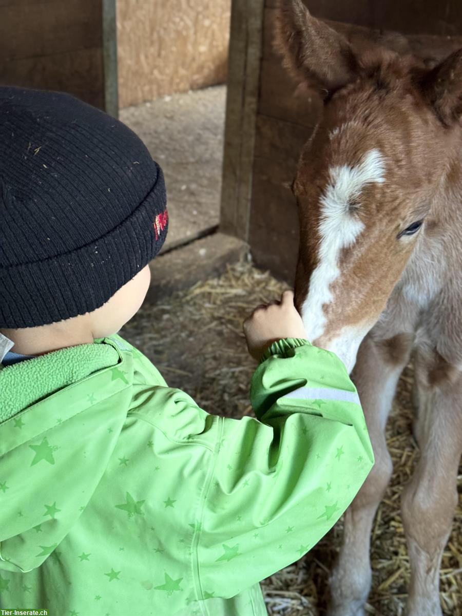 Bild 2: Burgdorfer Stutfohlen zu verkaufen