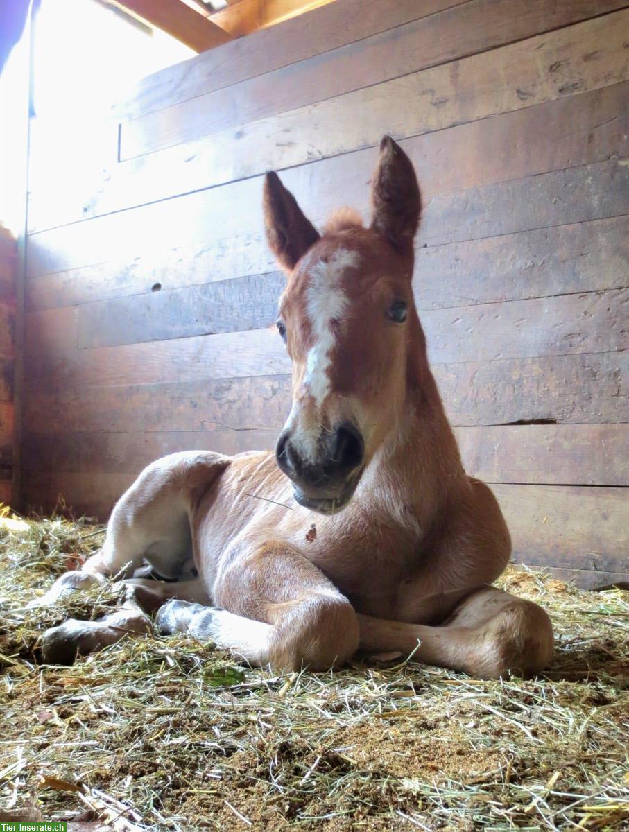 Bild 3: Burgdorfer Stutfohlen zu verkaufen