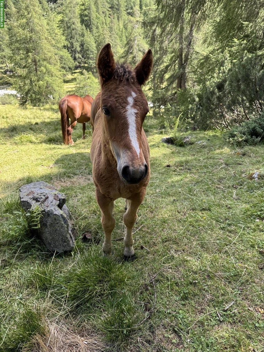 Bild 4: Burgdorfer Stutfohlen zu verkaufen