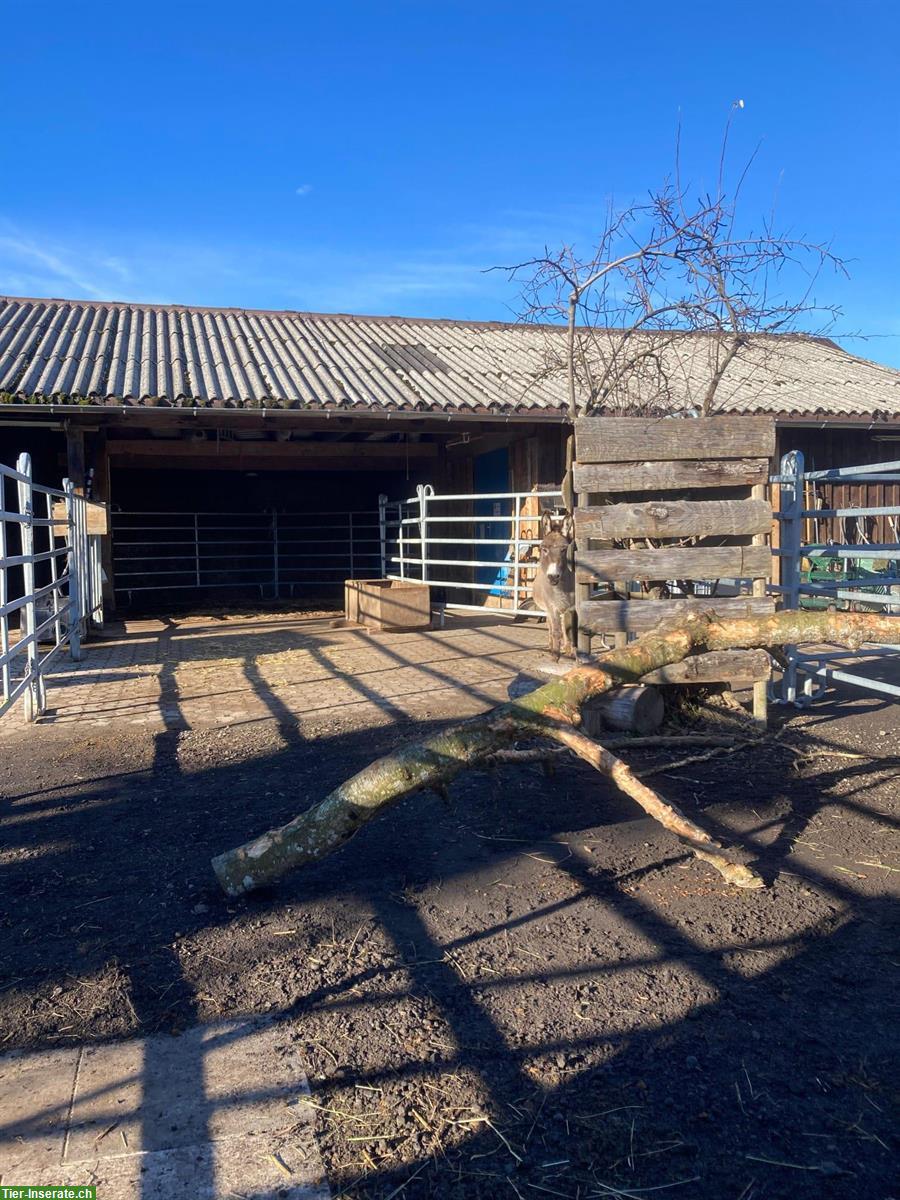 Offenstallplätze für Esel in Waldkirch SG