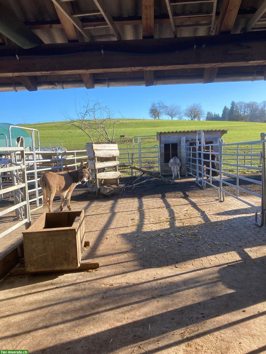 Bild 2: Offenstallplätze für Esel in Waldkirch SG