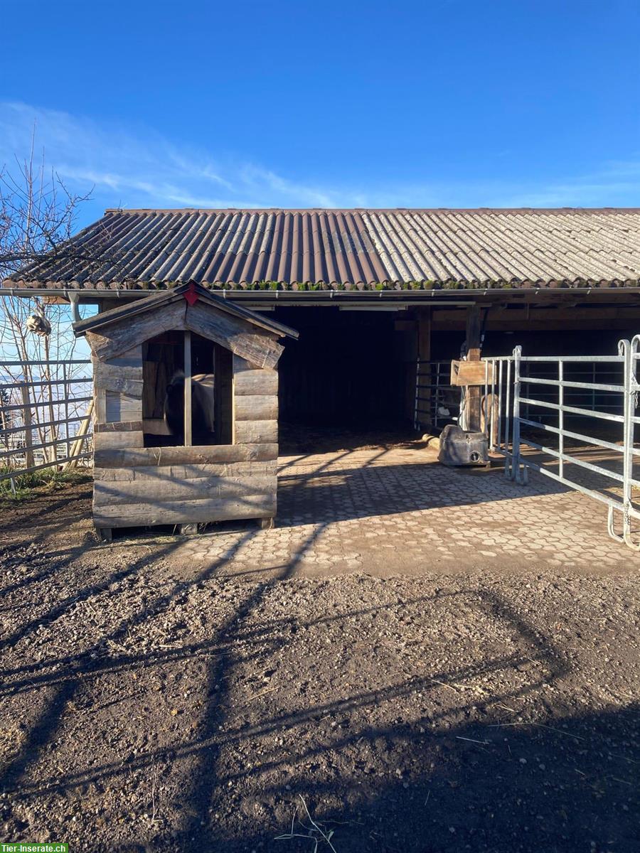 Bild 3: Offenstallplätze für Esel in Waldkirch SG