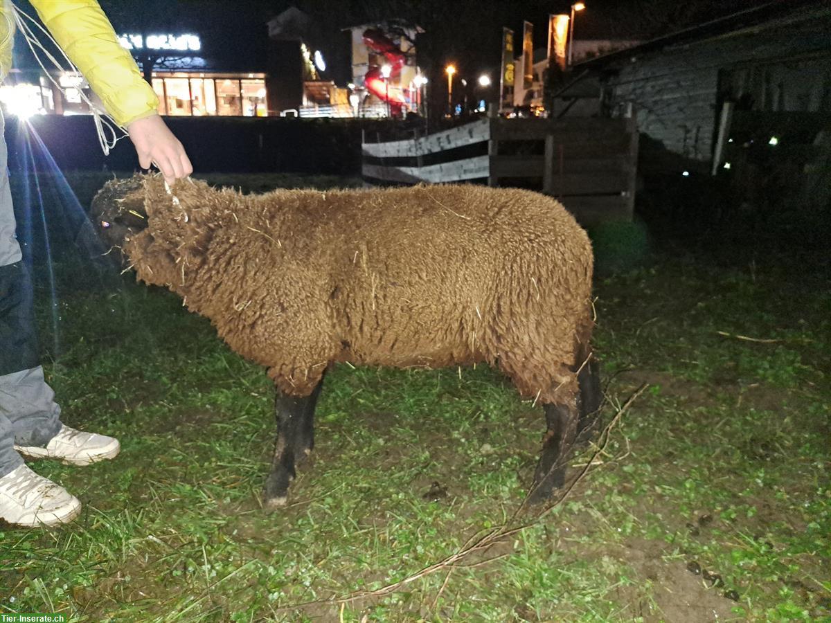 Junger Schafbock zu verkaufen