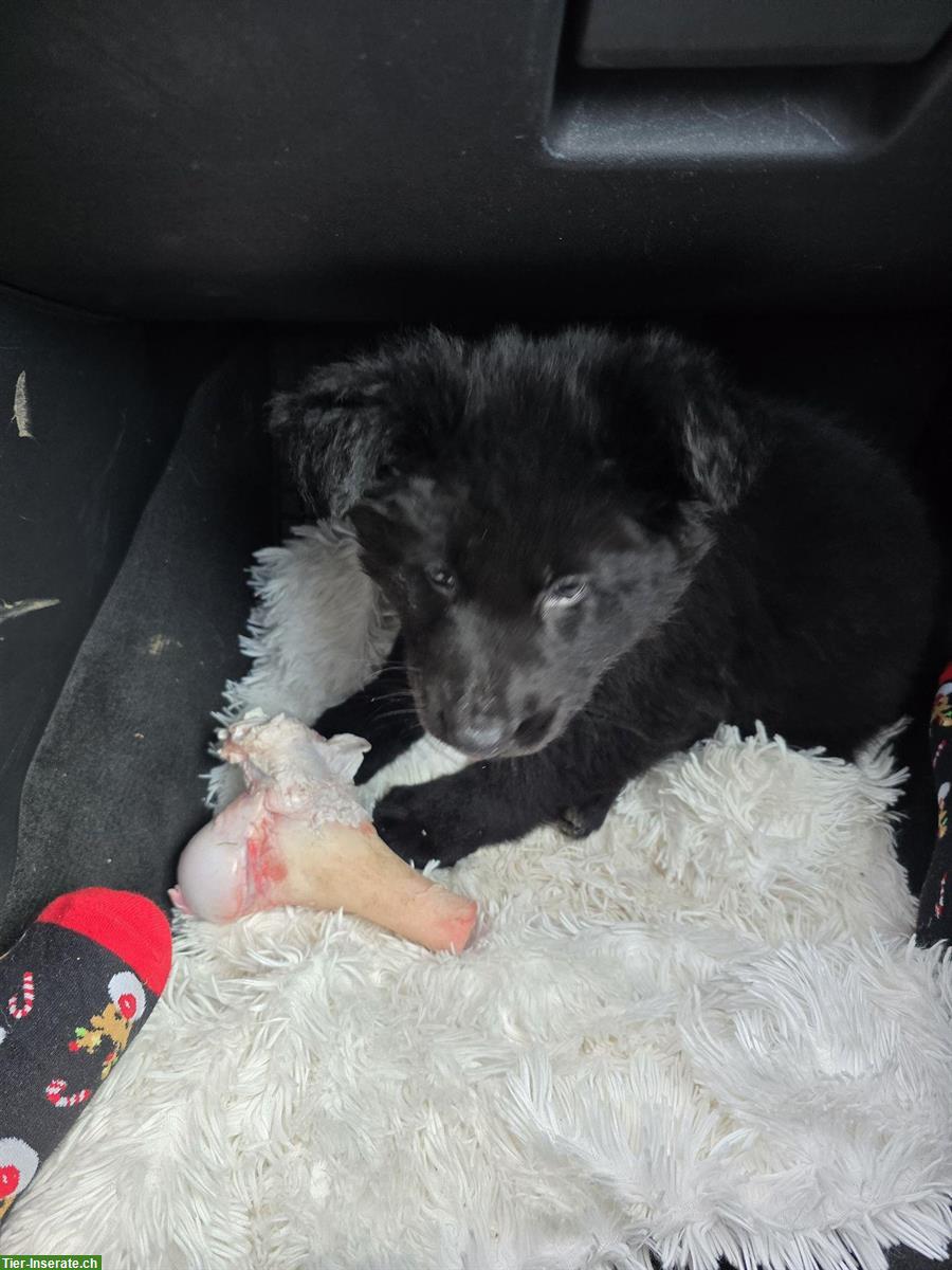 Schwarze Altdeutsche Schäferhund Welpen mit Stammbaum