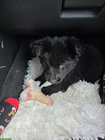 Schwarze Altdeutsche Schäferhund Welpen mit Stammbaum