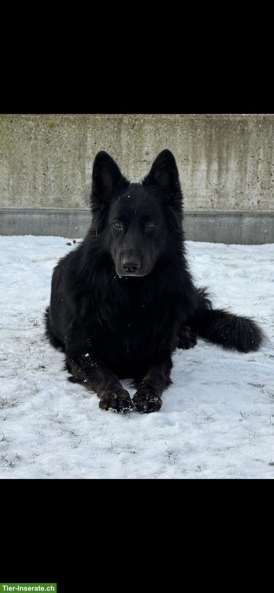 Bild 2: Schwarze Altdeutsche Schäferhund Welpen mit Stammbaum