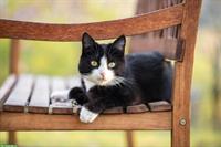 Schwarz-weisser Kater sucht neues Zuhause auf dem Land