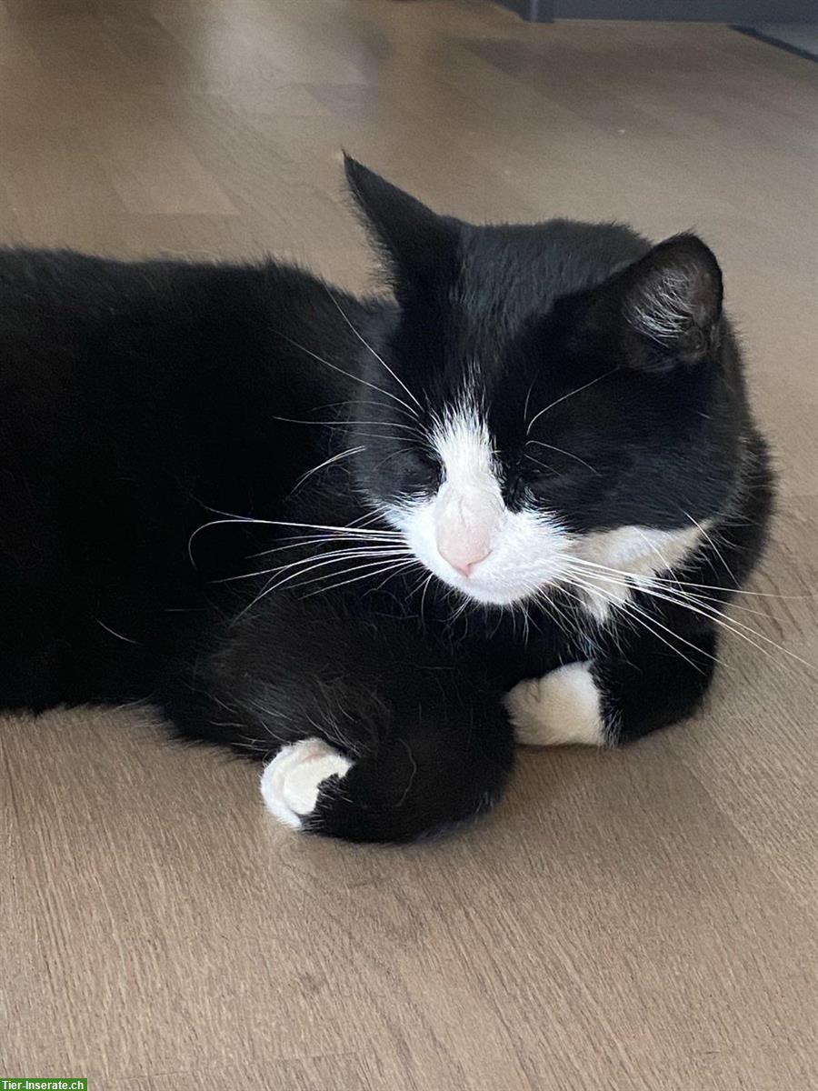 Bild 2: Schwarz-weisser Kater sucht neues Zuhause auf dem Land