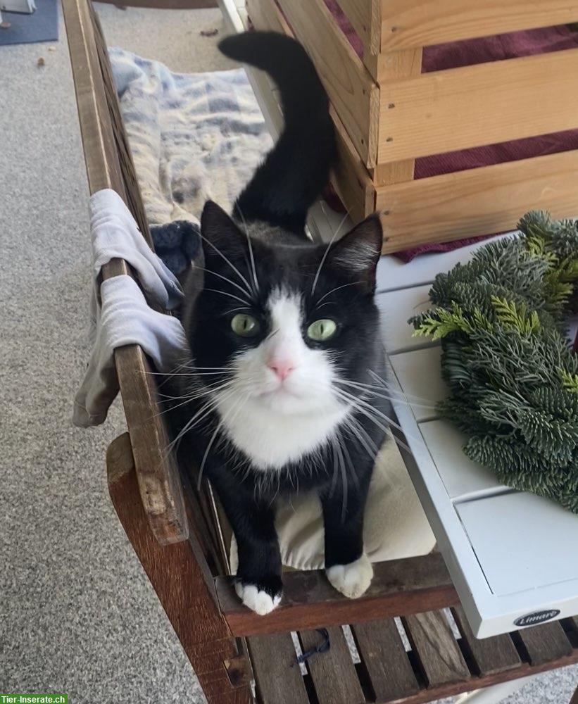 Bild 3: Schwarz-weisser Kater sucht neues Zuhause auf dem Land