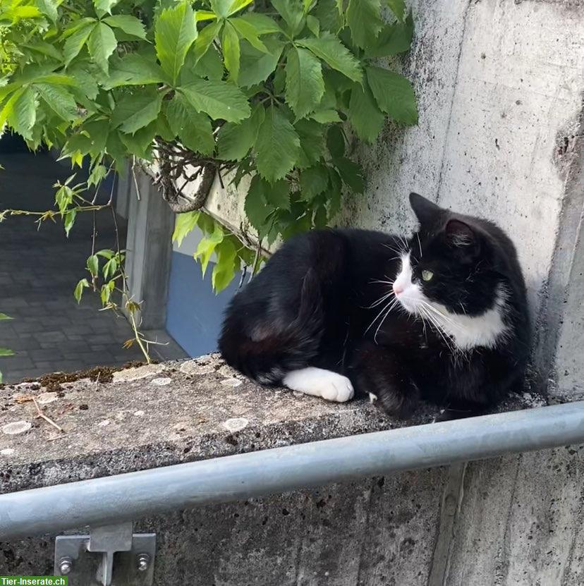 Bild 4: Schwarz-weisser Kater sucht neues Zuhause auf dem Land
