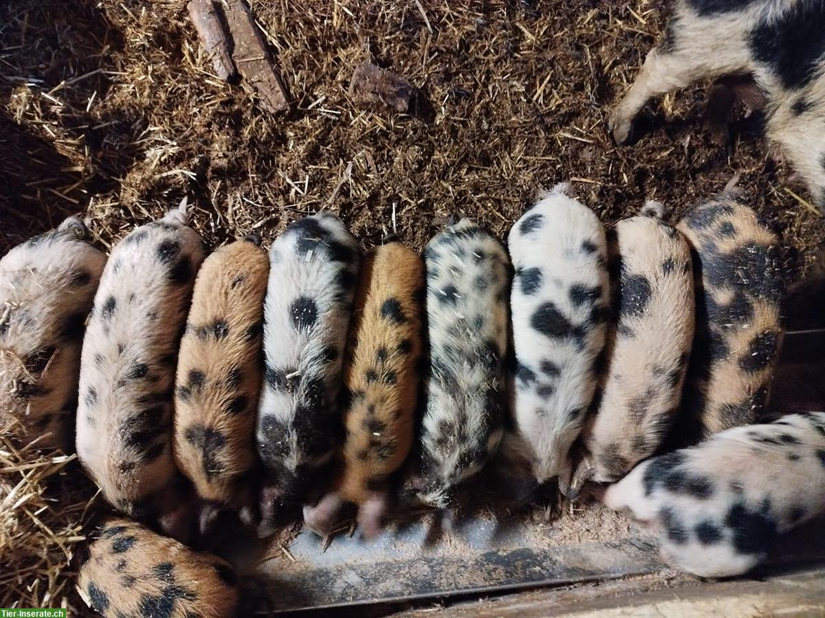 Turopolje Ferkel zu verkaufen